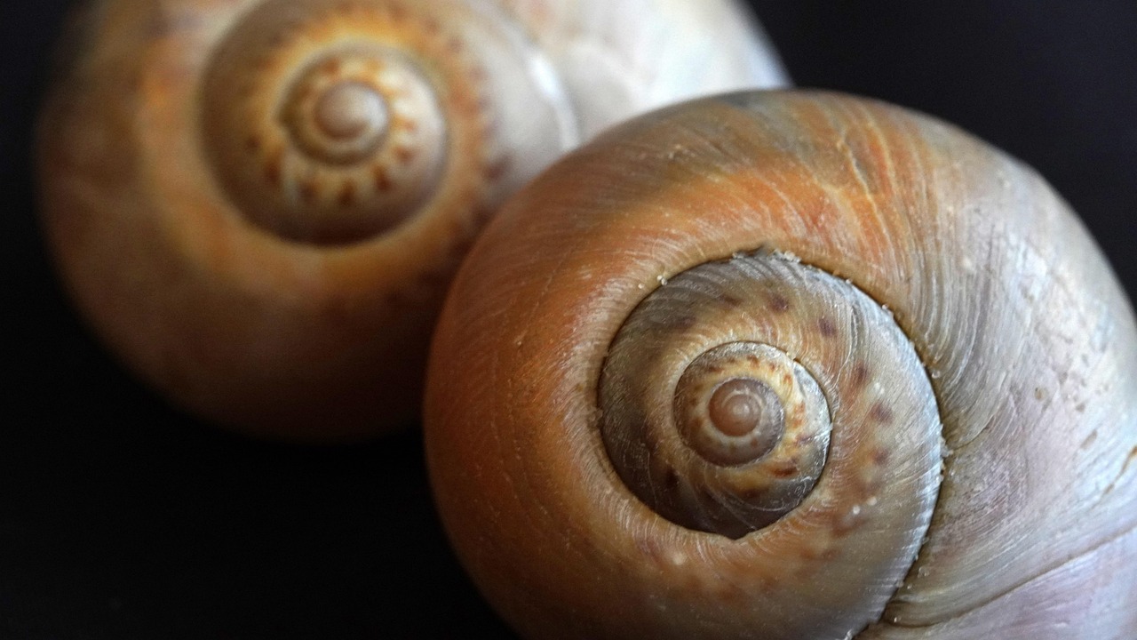 头条手机卡实名账号:捷信app老版本详情下载教程